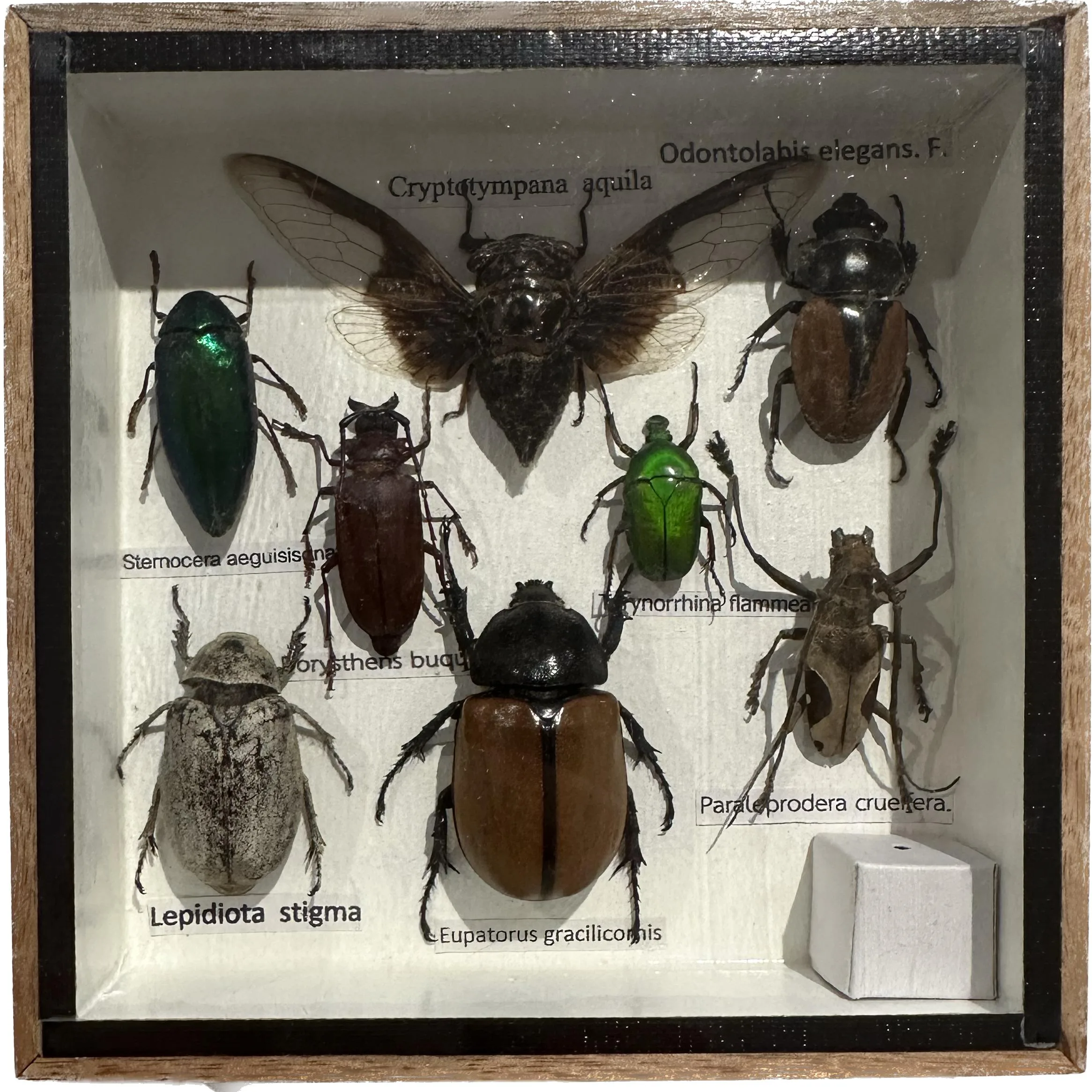 Beetle group professionally preserved and framed Prehistoric Online