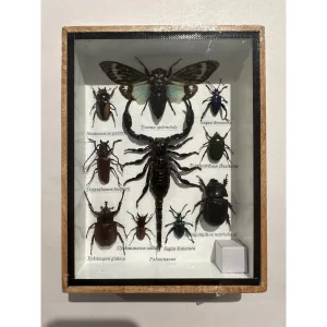 Large Beetle group professionally preserved and framed Prehistoric Online