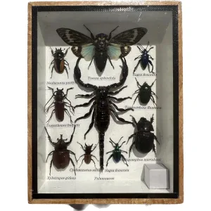 Large Beetle group professionally preserved and framed Prehistoric Online