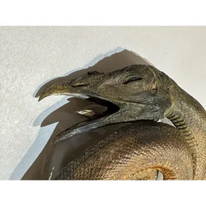 Turkey snake taxidermy gaffe Prehistoric Online