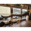 Huge Camarasaurus Tail, Wyoming   15 foot long Prehistoric Online