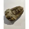 Huge Flexycalymene Trilobite,  Cambrian Prehistoric Online