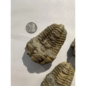 Huge Flexycalymene Trilobite,  Cambrian Prehistoric Online