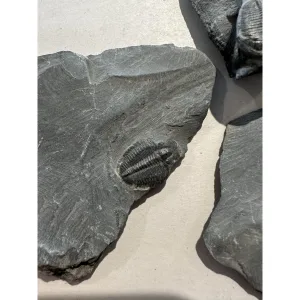 Elrathia Kingii Trilobite in shale matrix Prehistoric Online
