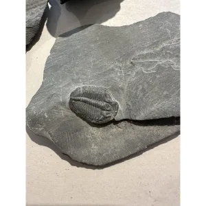 Elrathia Kingii Trilobite in shale matrix Prehistoric Online