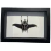 Golliath Beetle Wings spread, Framed Prehistoric Online