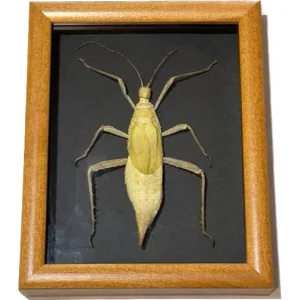 Spiny Leaf Insect, Yellow Morph, Framed Prehistoric Online