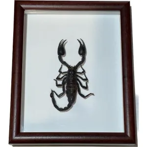 Asian Forest Scorpion Framed Prehistoric Online