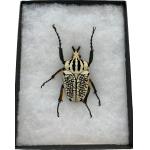 Goliathus albosignatus kirkianus Beetle, Exceptional specimen Prehistoric Online