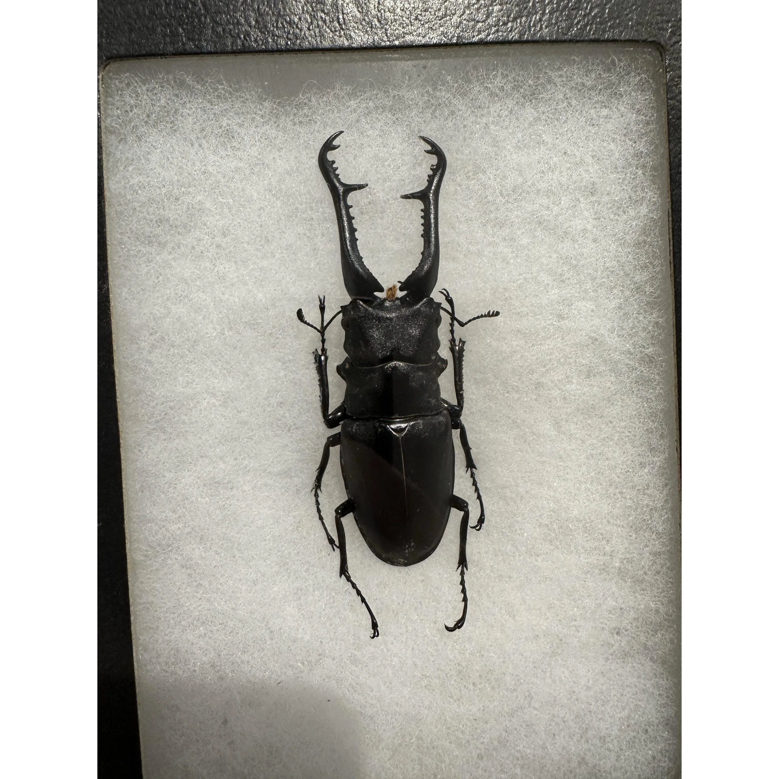 Huge Stag Beetle in riker box Prehistoric Online