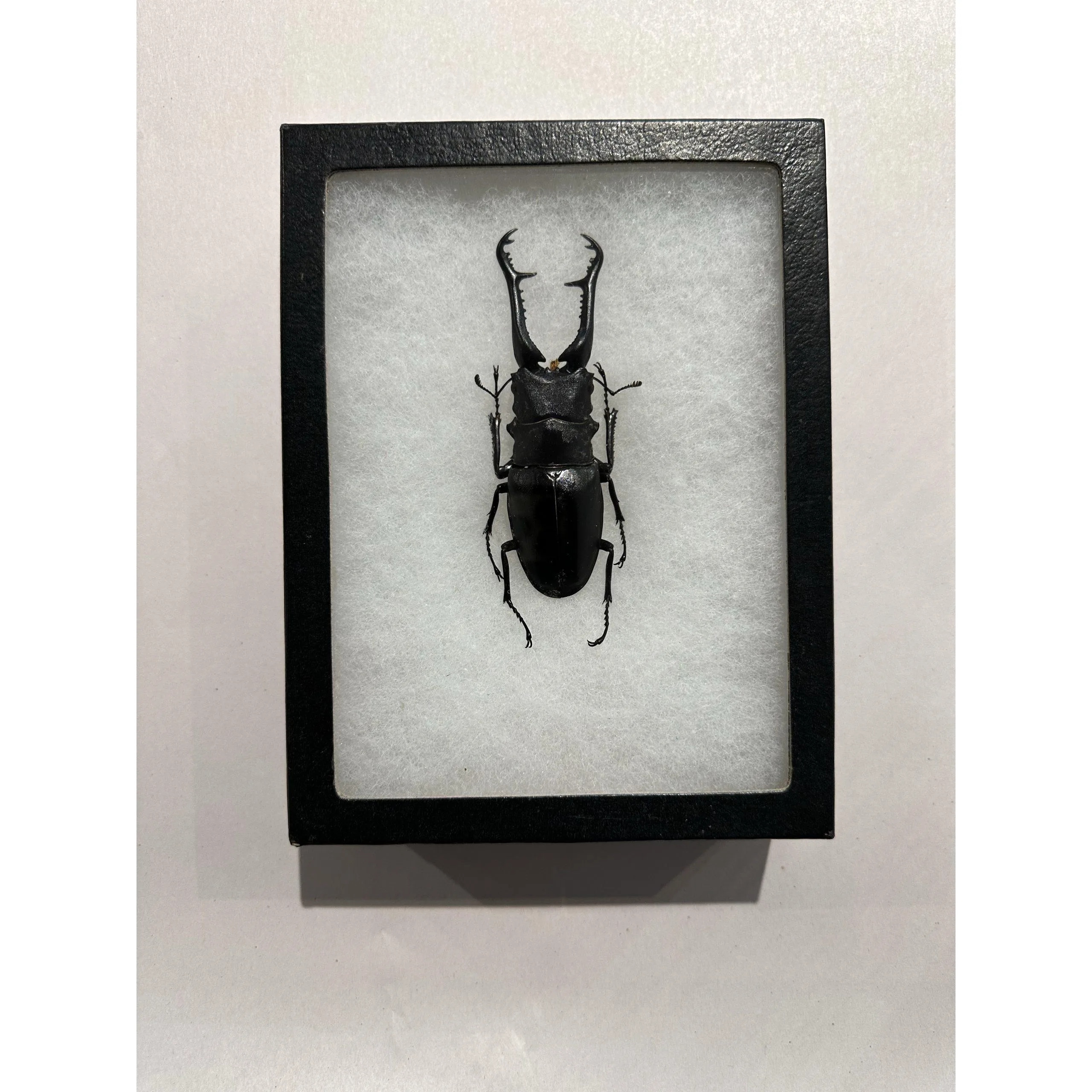Huge Stag Beetle in riker box Prehistoric Online