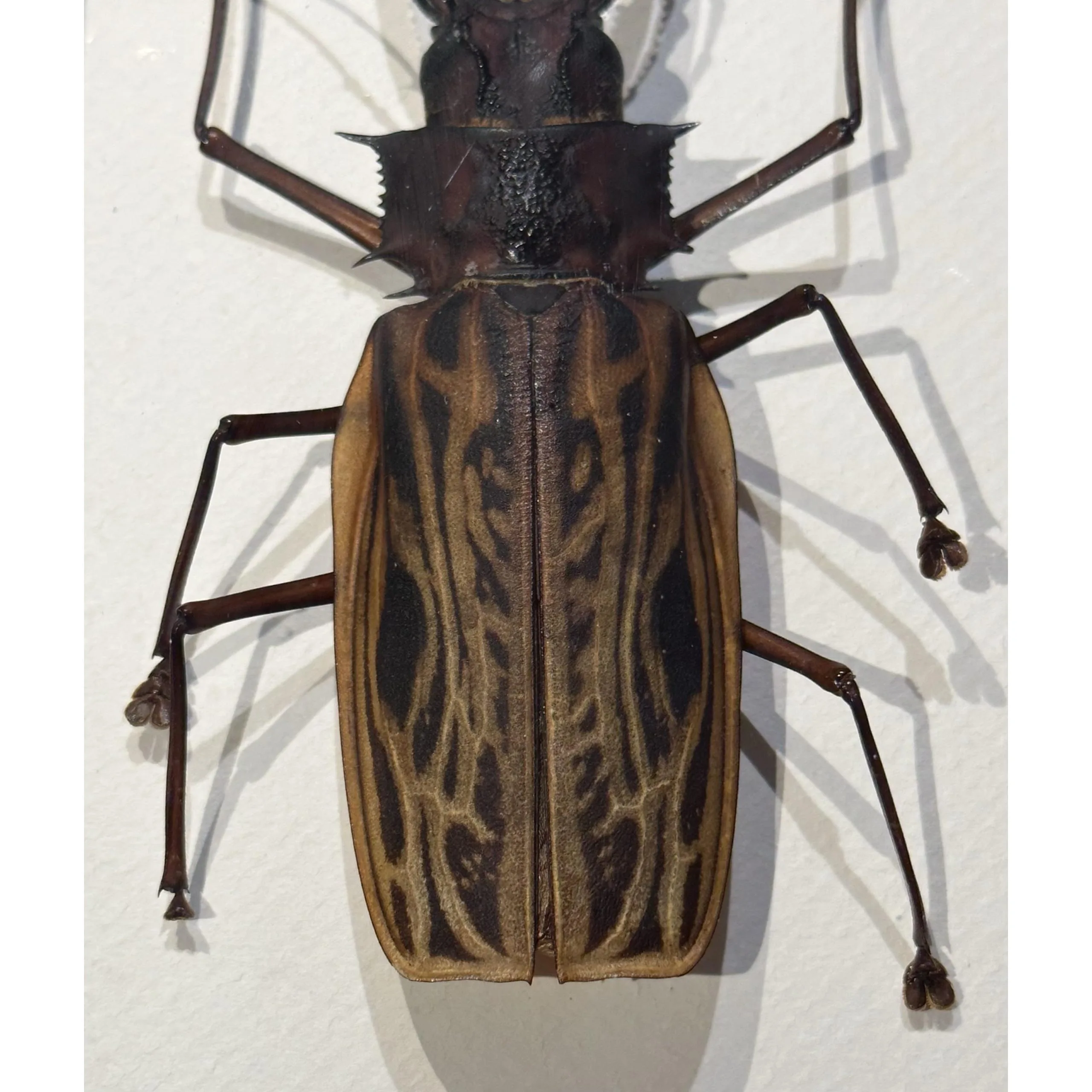 Huge Sabertooth Stag Beetle professionally framed Prehistoric Online
