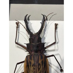 Huge Sabertooth Stag Beetle professionally framed Prehistoric Online