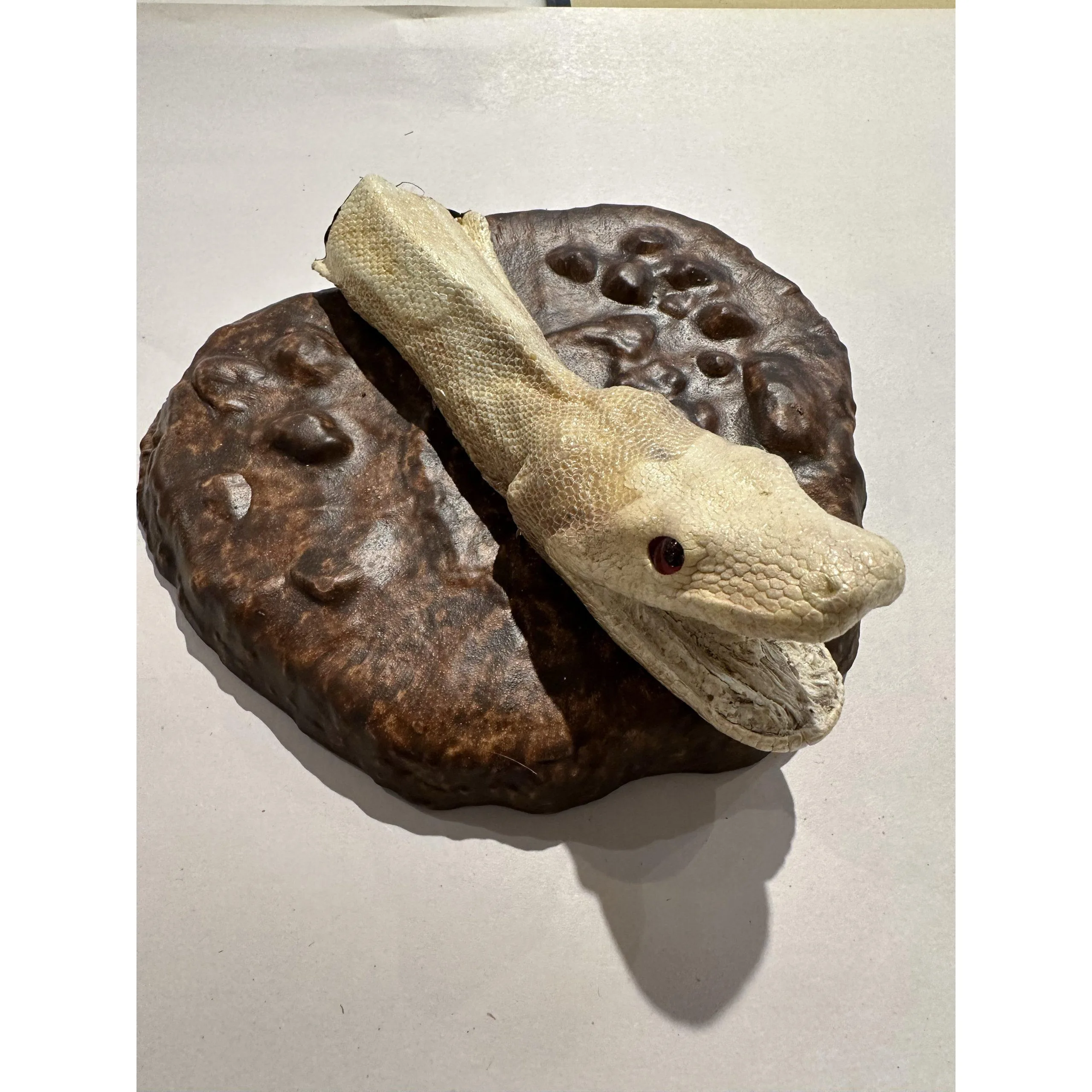 Large Boa Albino snake head mount Prehistoric Online