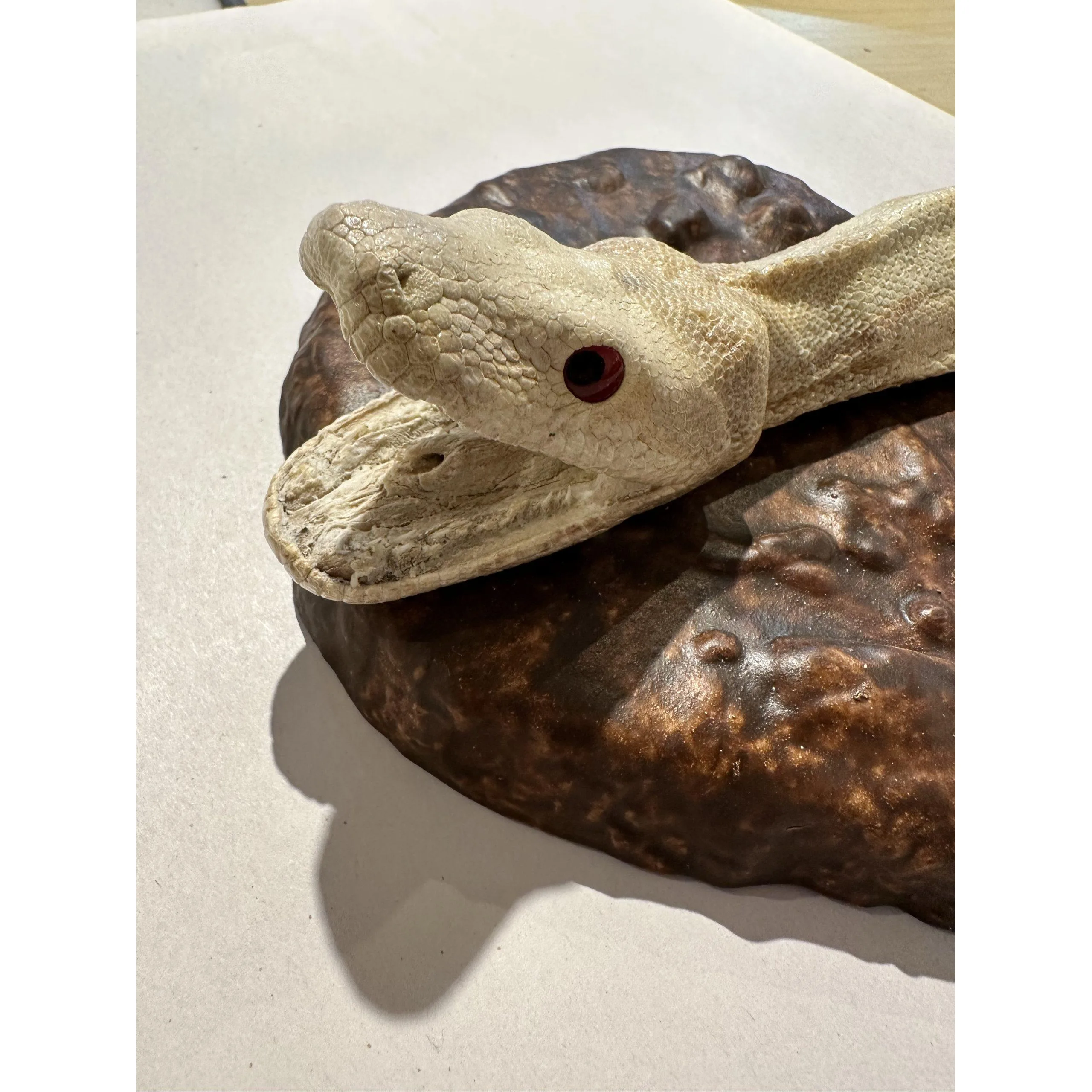 Large Boa Albino snake head mount Prehistoric Online