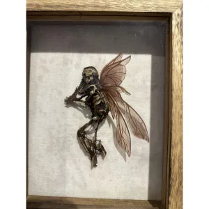 Mummified Fairy Gaffe in a beautiful wood shadow box Prehistoric Online