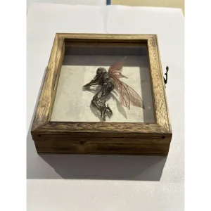 Mummified Fairy Gaffe in a beautiful wood shadow box Prehistoric Online