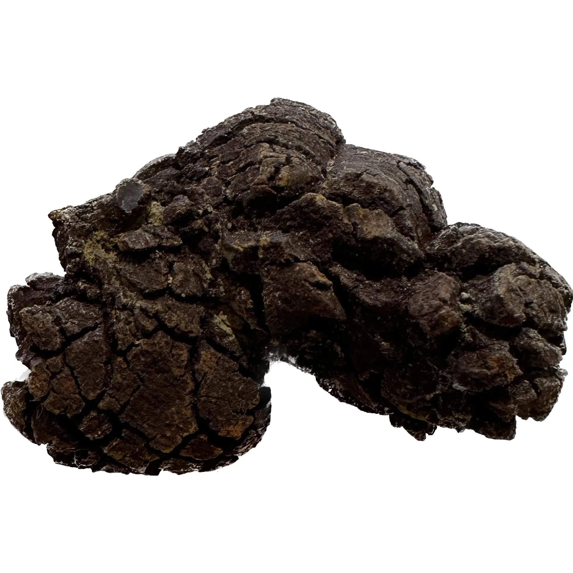 Coprolite (poop), Turtle, Cretaceous age Prehistoric Online