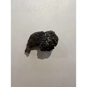Unusual Coprolite (poop), Turtle, Cretaceous age Prehistoric Online
