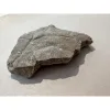 Big fossil Turtle shell section, Oligocene age Prehistoric Online