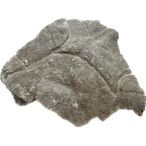 Fossil Turtle Shell