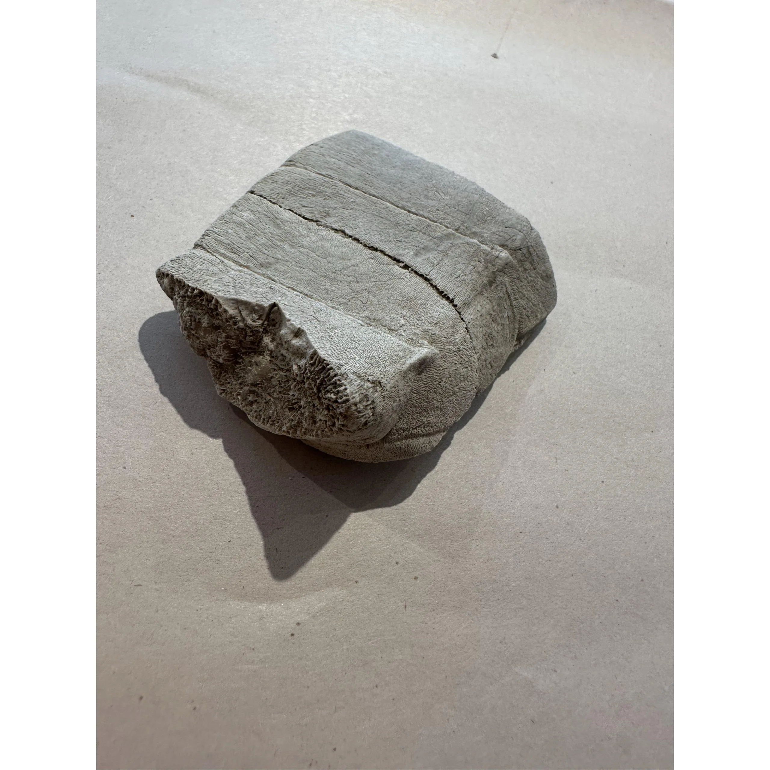 fossil Turtle shell section, Oligocene age Prehistoric Online