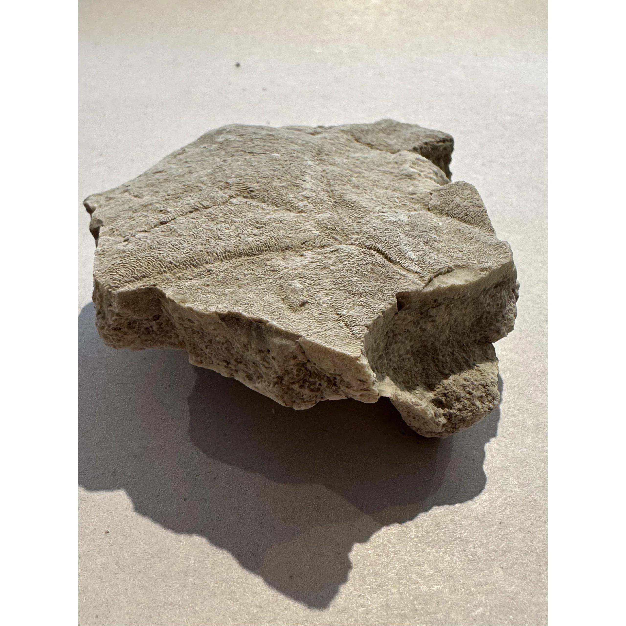 Fossil Turtle shell section, Oligocene age Prehistoric Online