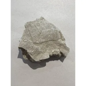 Fossil Turtle shell section, Oligocene age Prehistoric Online