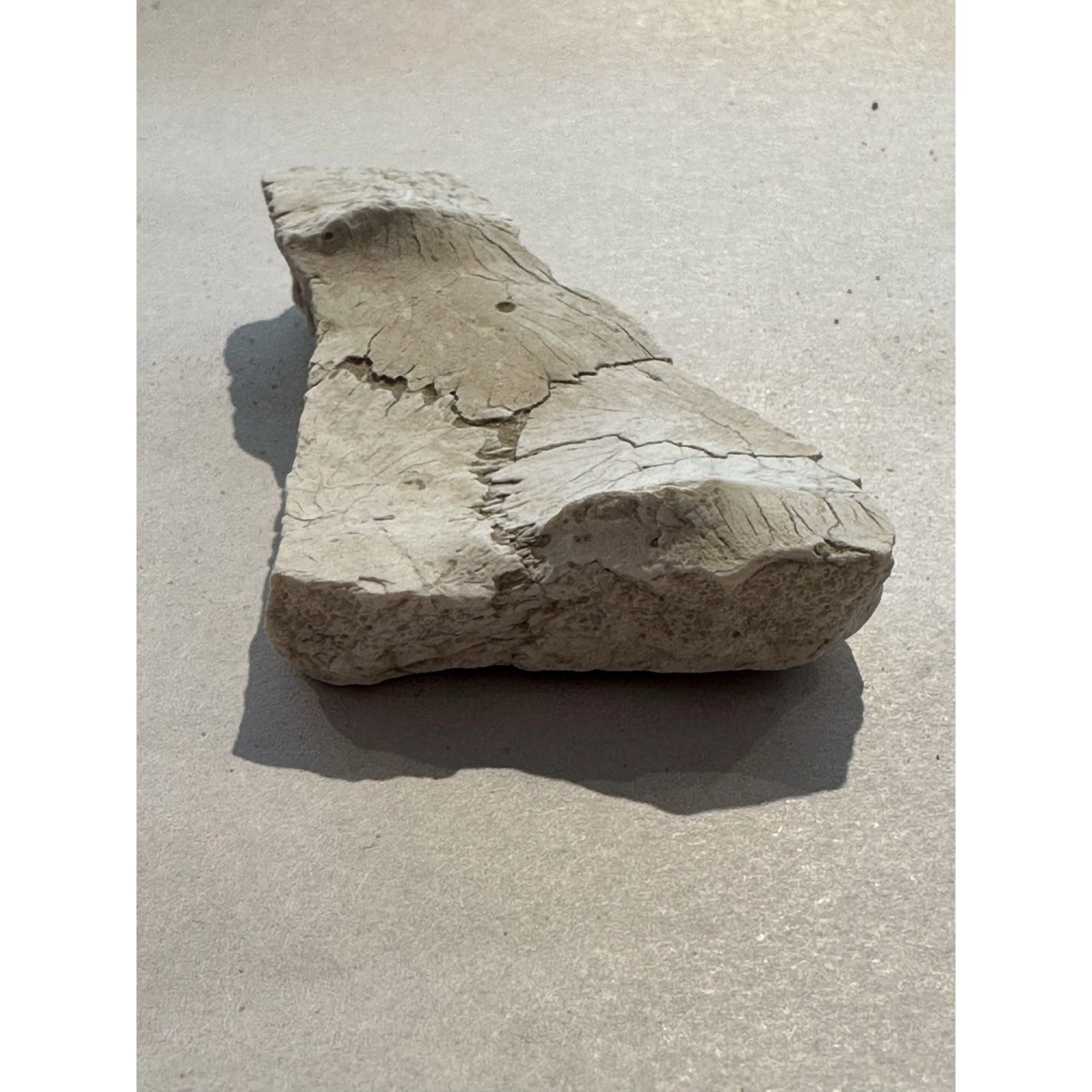 Turtle shell section, Oligocene age, Fossil Prehistoric Online