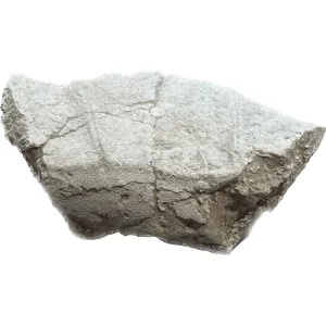 Turtle shell section, Oligocene age, Big fossil Prehistoric Online