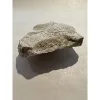 Turtle shell section, Oligocene age Prehistoric Online