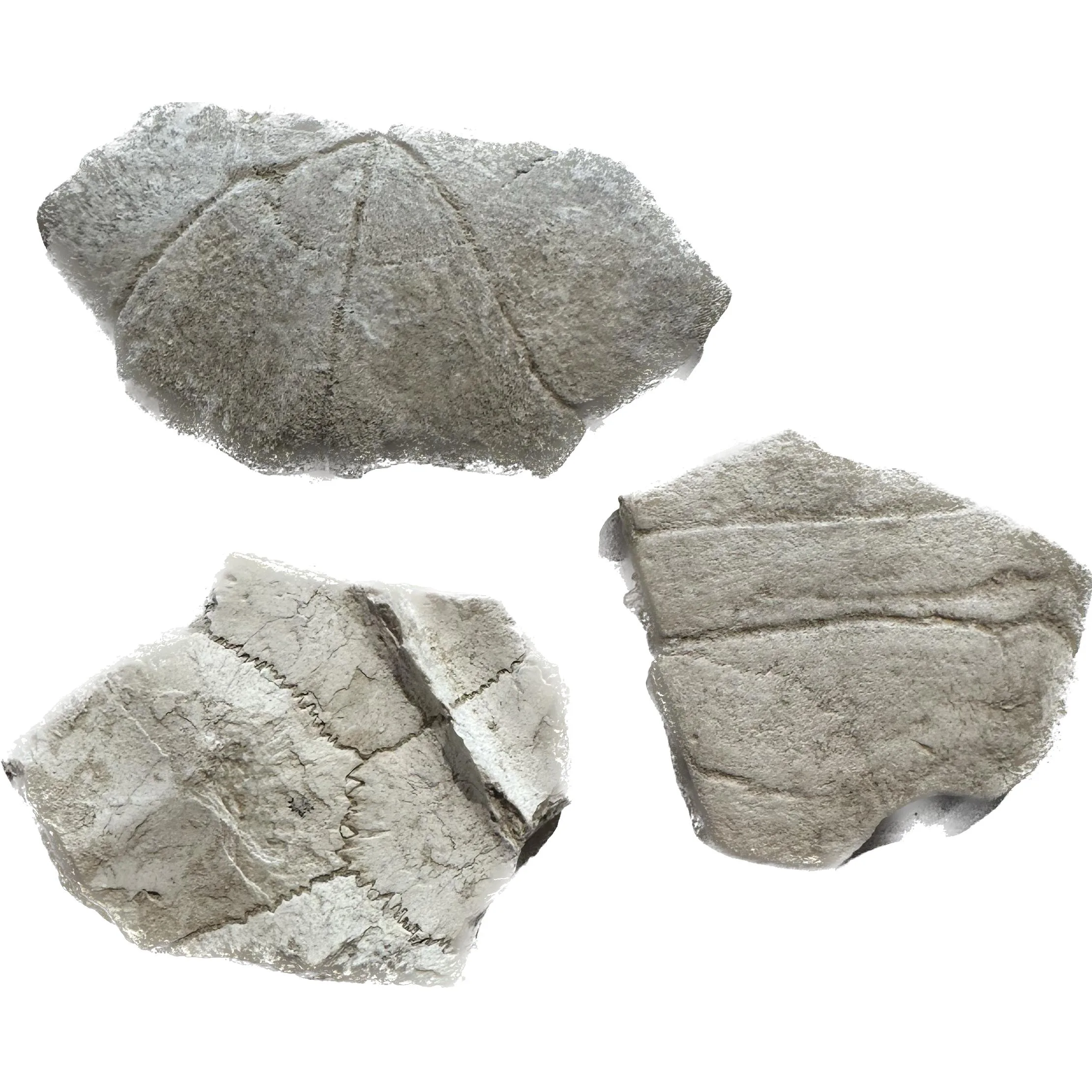 Turtle shell section, Oligocene age Prehistoric Online