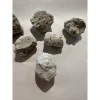 Fossil poop (Coprolite) – South Dakota Prehistoric Online