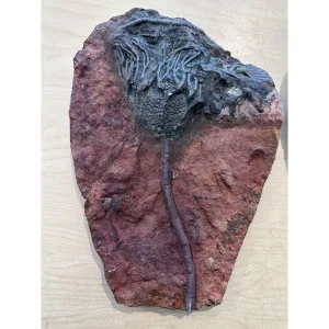 Crinoid fossils- Scyphocrinites Elegans Prehistoric Online