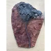 Crinoid fossils- Scyphocrinites Elegans Prehistoric Online