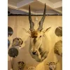 Huge African Common Eland Should mount Prehistoric Online