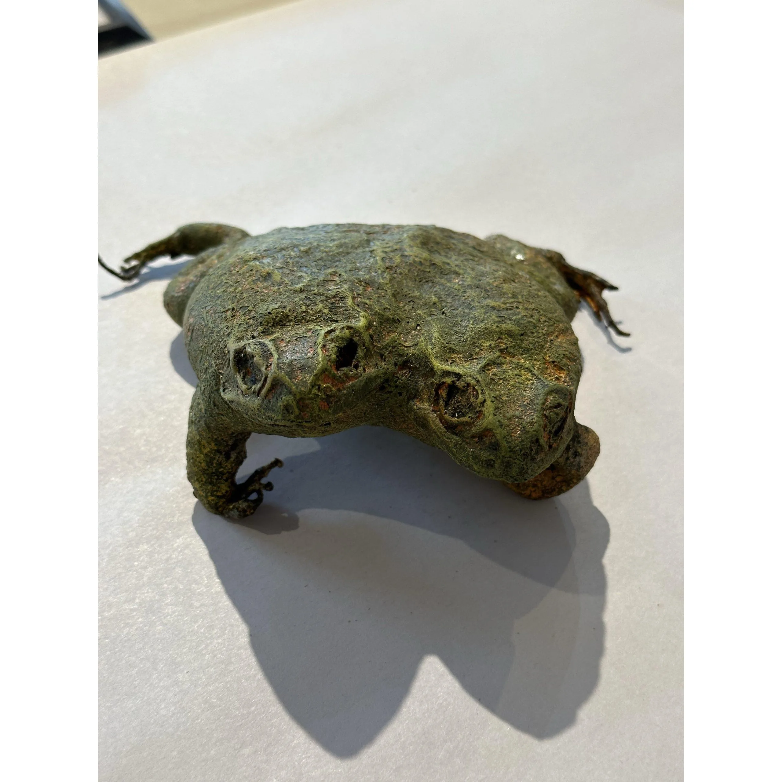 Two headed toad gaffe taxidermy Prehistoric Online