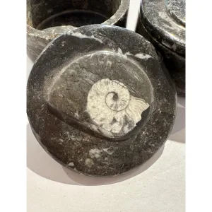 Fossil Ammonite box, round 3 1/2″ diameter Prehistoric Online