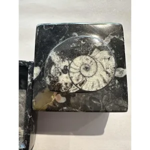 Fossil Ammonite box, square 3 1/2″ diameter Prehistoric Online