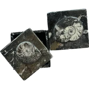 Fossil Ammonite box, square 3 1/2″ diameter Prehistoric Online
