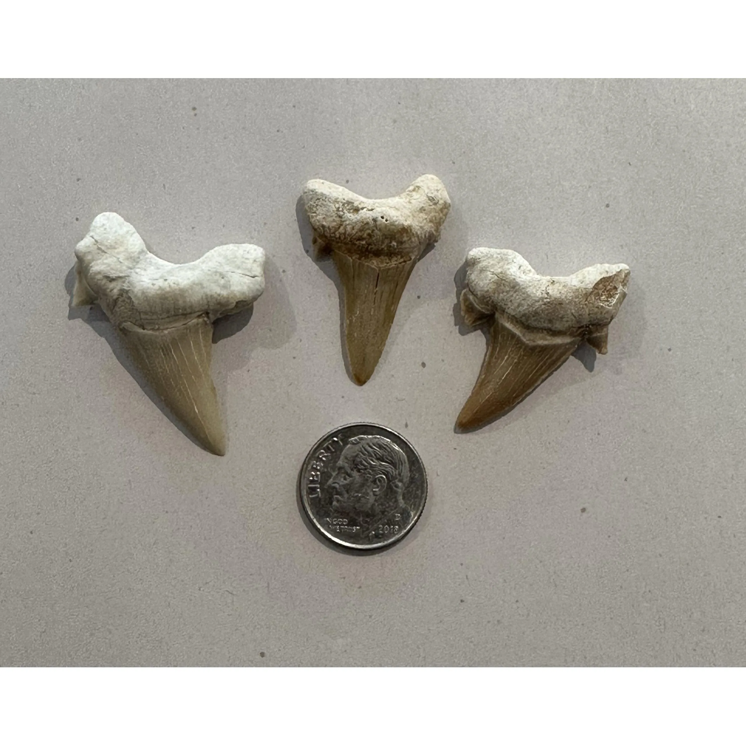 Prehistoric Shark teeth, Otodus Prehistoric Online
