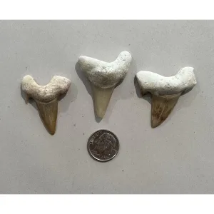 Prehistoric Shark teeth, Otodus Prehistoric Online