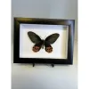 Butterfly in Professional frame Prehistoric Online