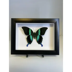 Beautiful Butterfly in Professional frame Prehistoric Online