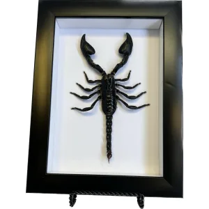 Scorpion, Professionally Framed, Giant Prehistoric Online