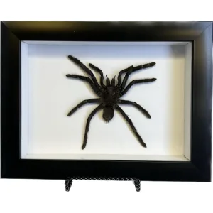 Spider, Professionally Framed, Huge Prehistoric Online
