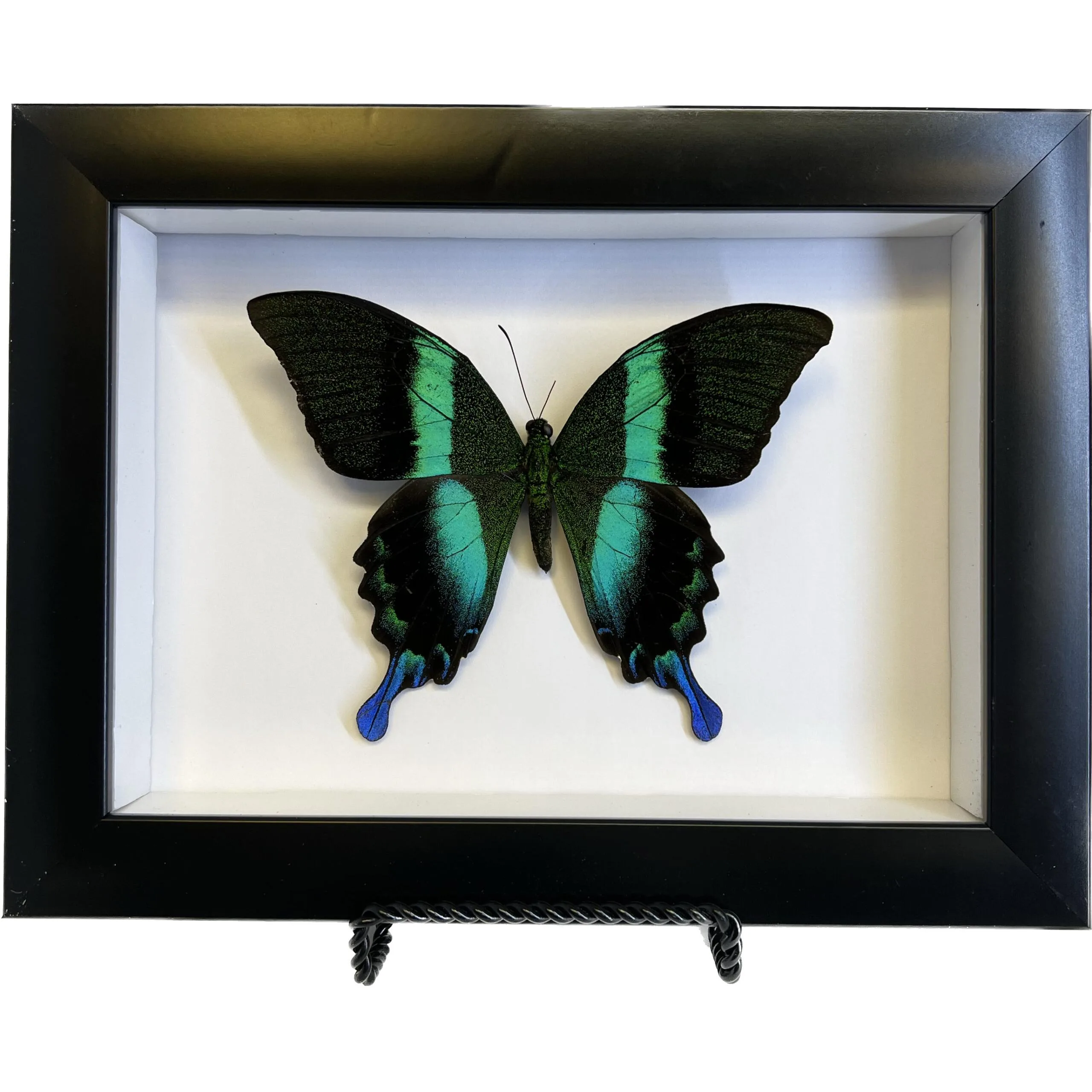 Beautiful Butterfly in Professional frame Prehistoric Online