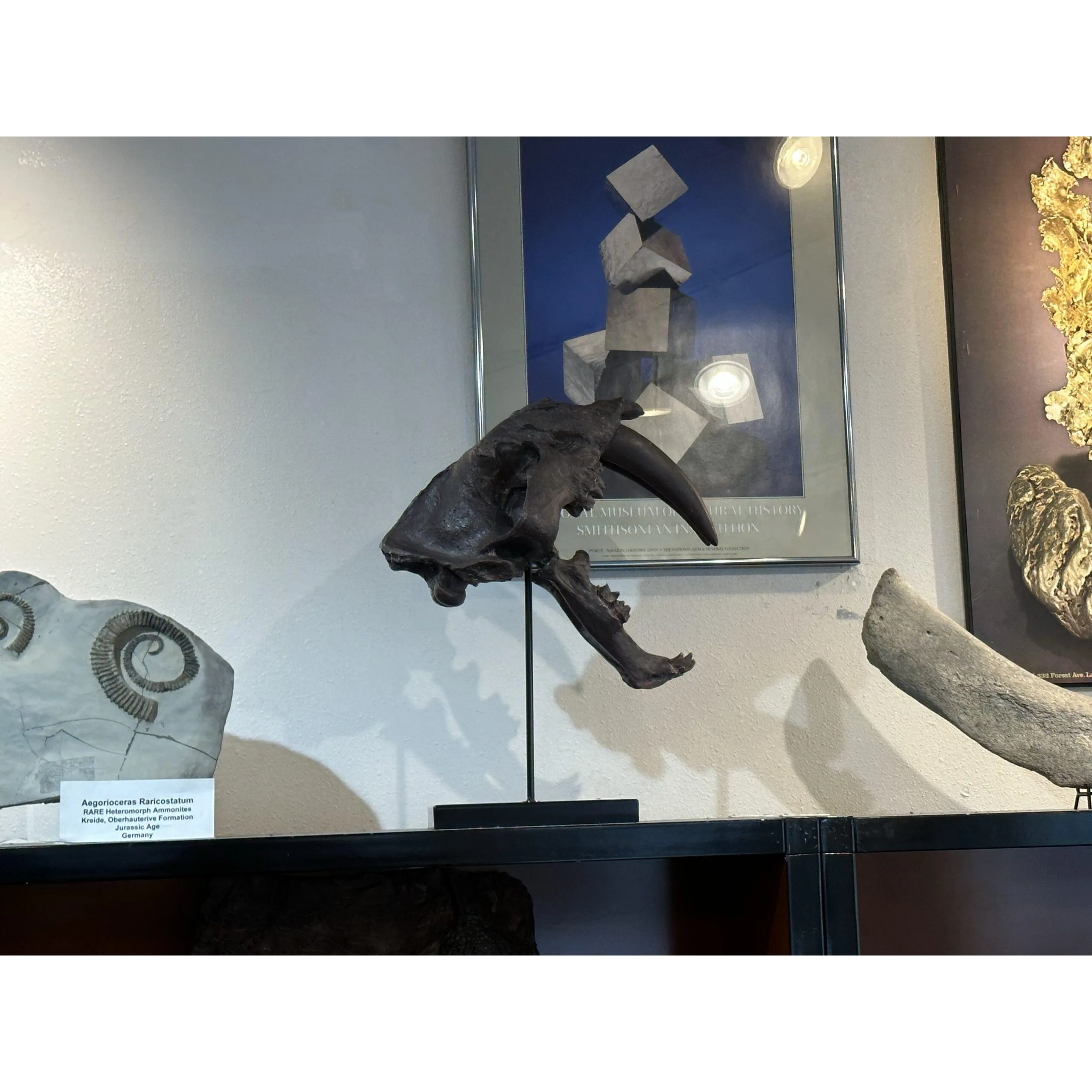 Saber Cat Skull Replica on custom stand Prehistoric Online