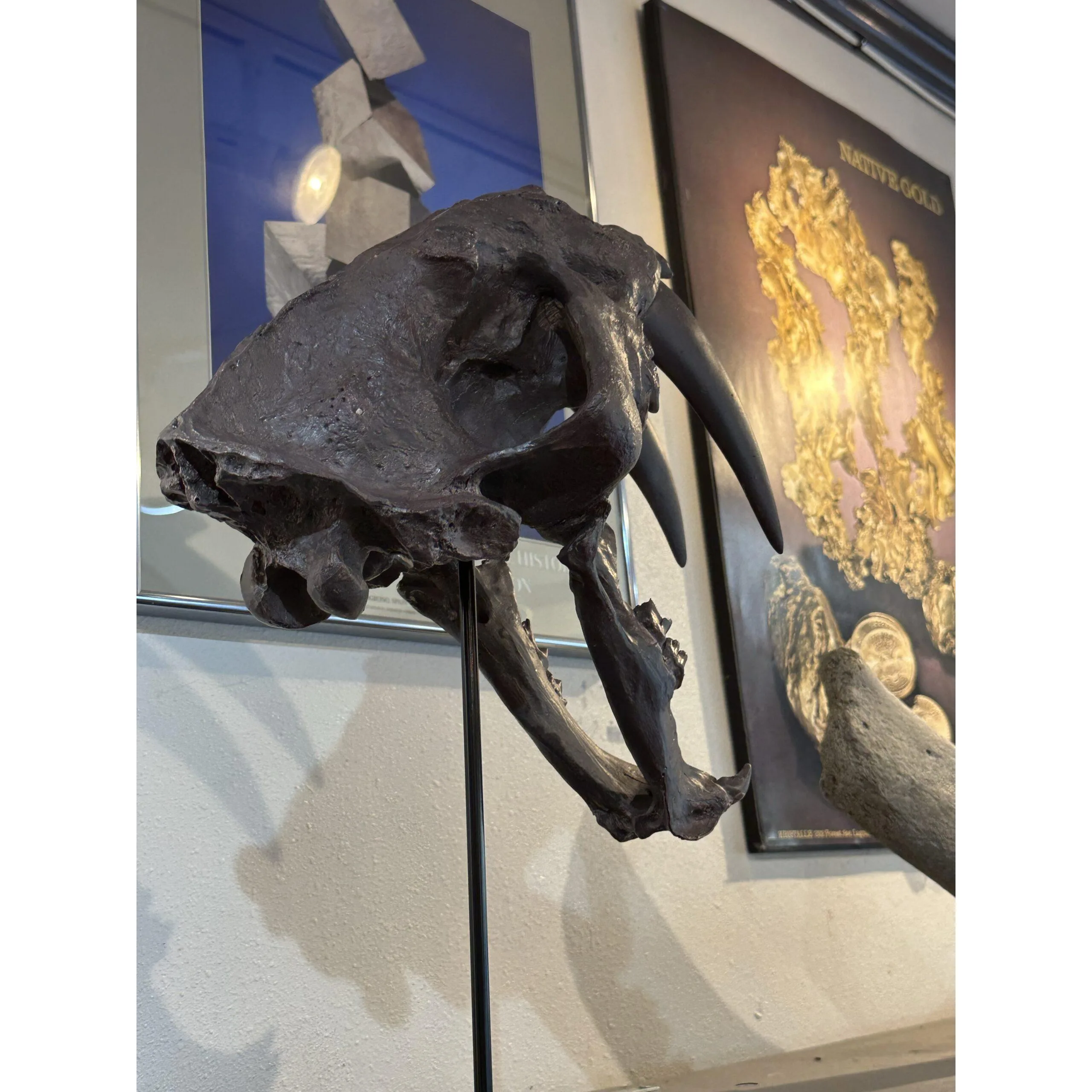 Saber Cat Skull Replica on custom stand Prehistoric Online