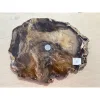 Petrified wood, Oregon Prehistoric Online